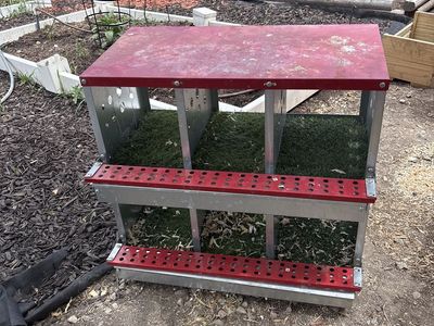Nesting boxes for chicken