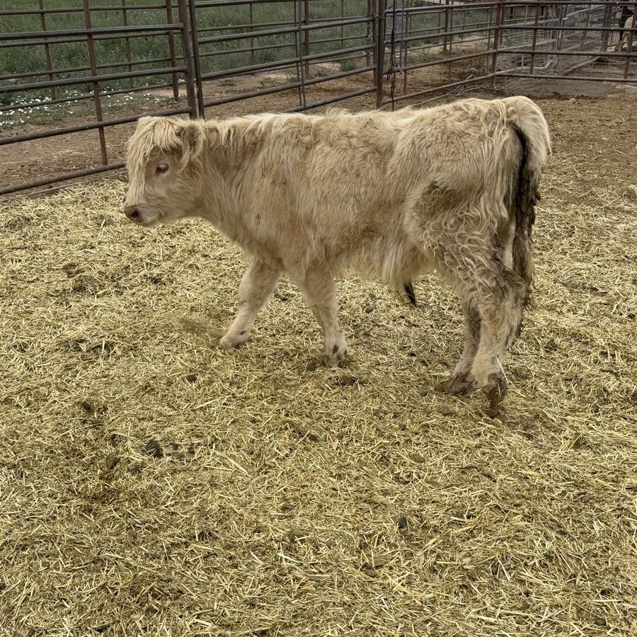 Highlander bull calf 