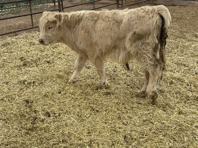 Highlander bull calf