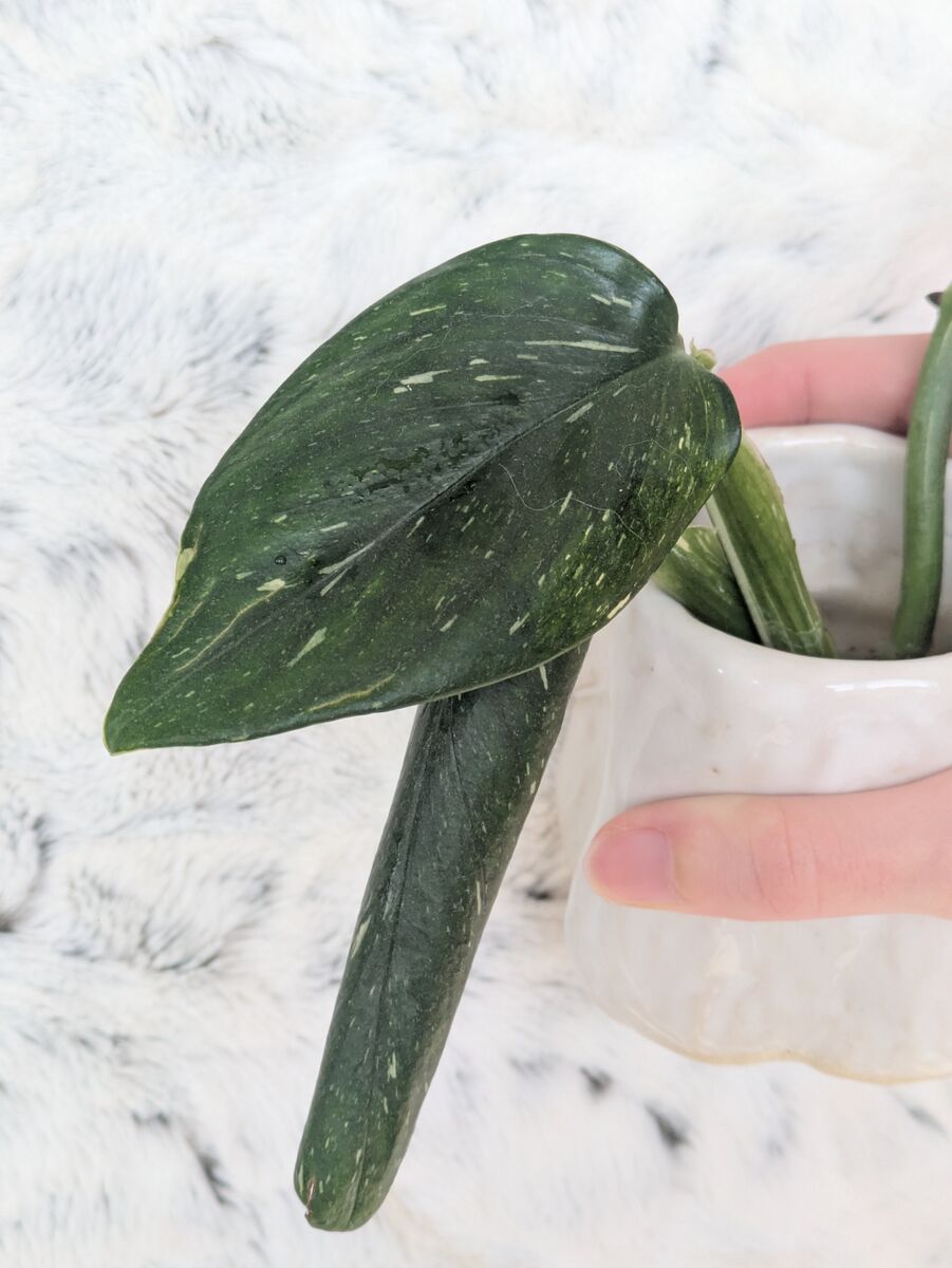 Cobra Monstera, Pearls'n Jade pothos, house plants