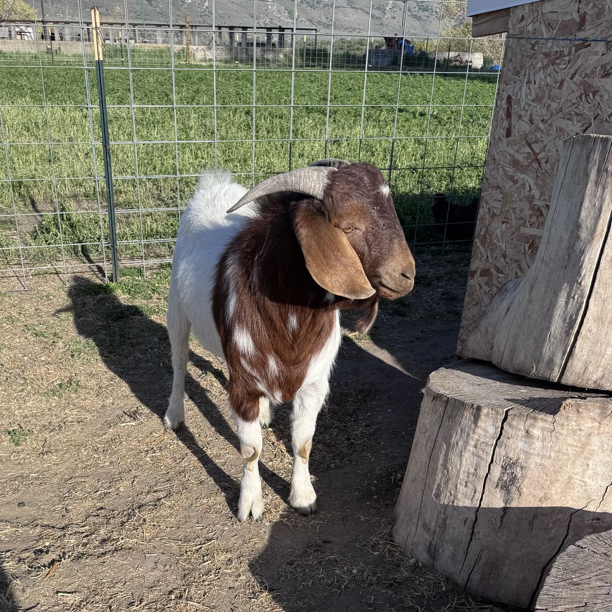 Moon-spotted Boer Stud service