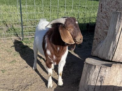 Moon-spotted Boer Stud service