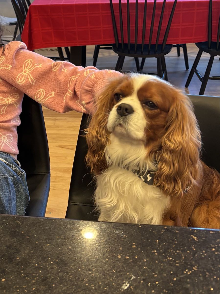 AKC Cavalier King Charles - stud service