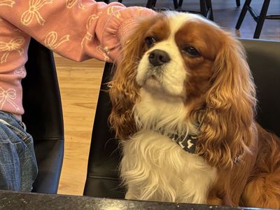 AKC Cavalier King Charles - stud service