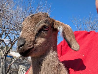 Baby Goats for Sale – Nubian x Fainting Mix