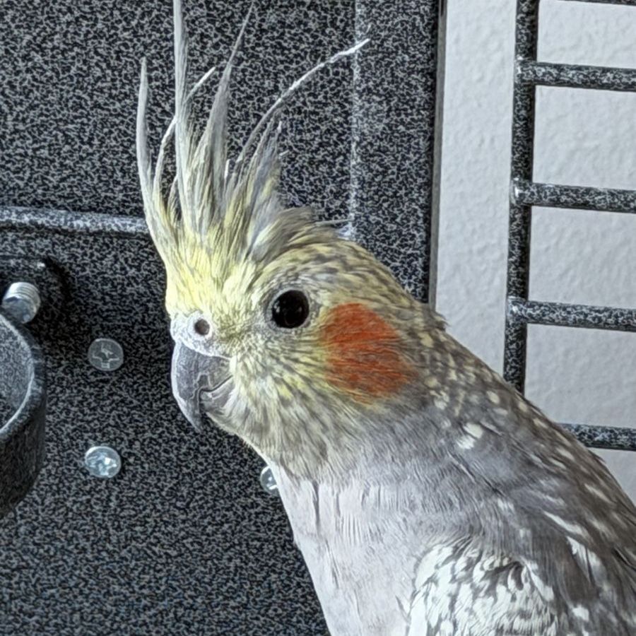 Cockatiel and Cage