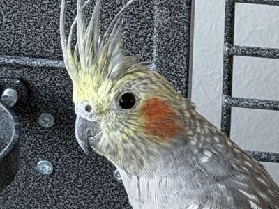 Cockatiel and Cage