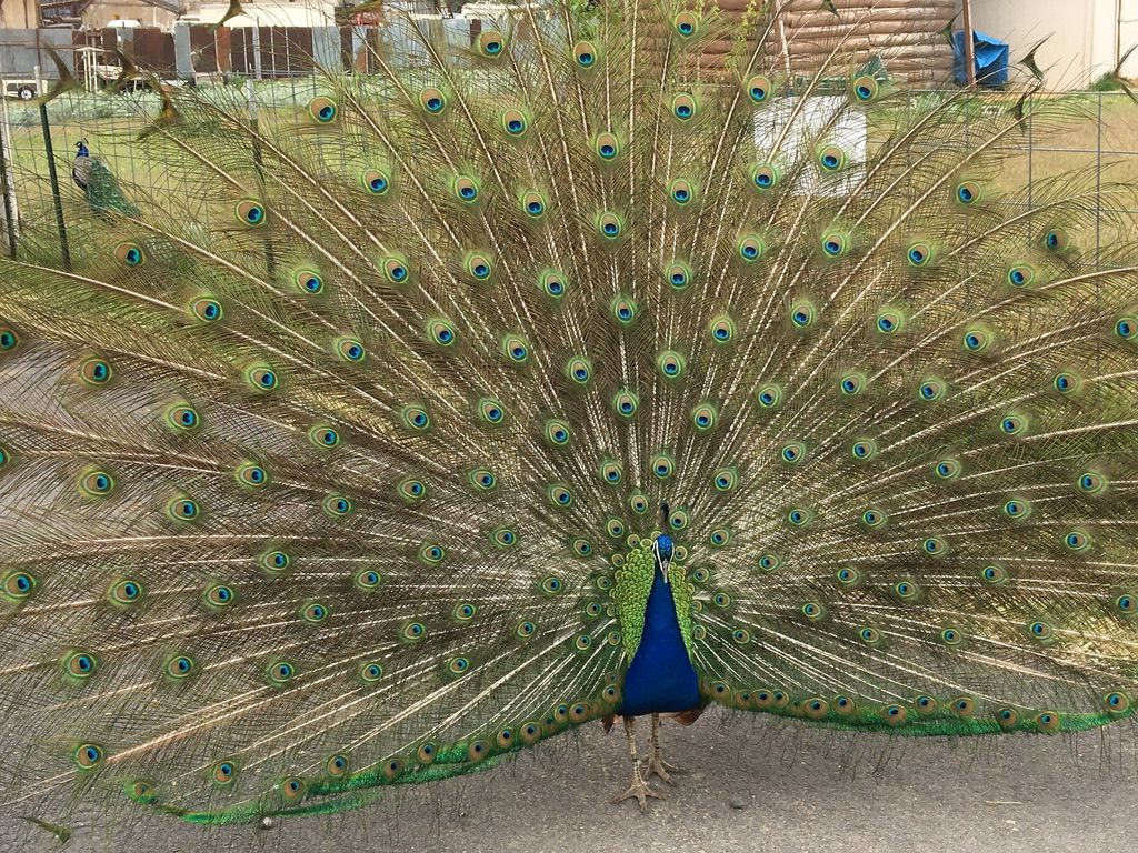 Peacocks