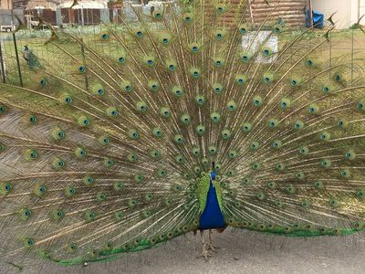 Peacocks