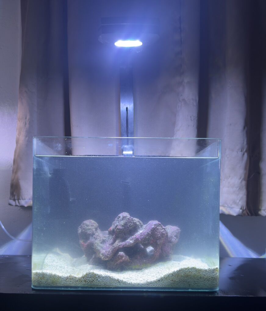 6 Gallon Cube + AI Prime 16HD