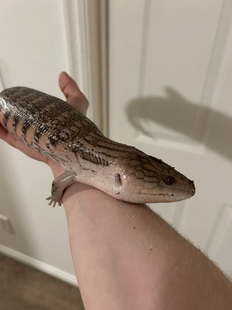 Northern Blue Tongue Skink + EVERYTHING