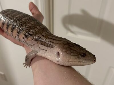 Northern Blue Tongue Skink + EVERYTHING