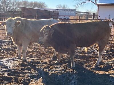 Blonda d' aquitaine bulls