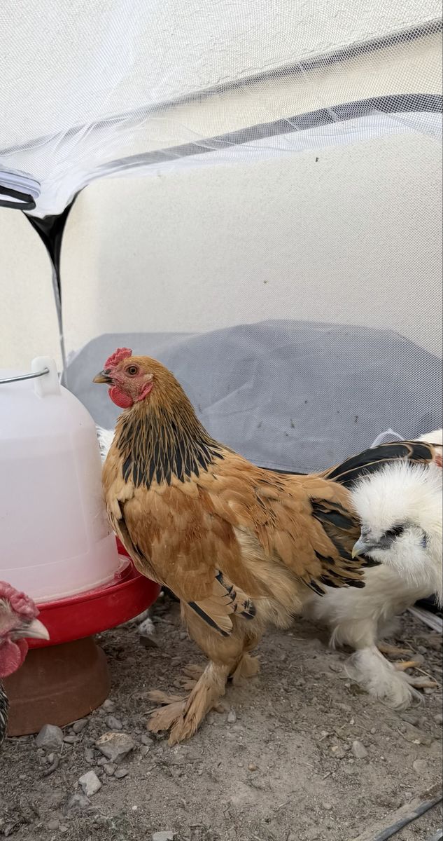 Free Buff Brahma Rooster
