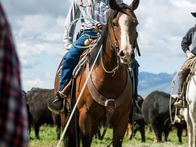 11 Year Old Head/Heel & Ranch Horse