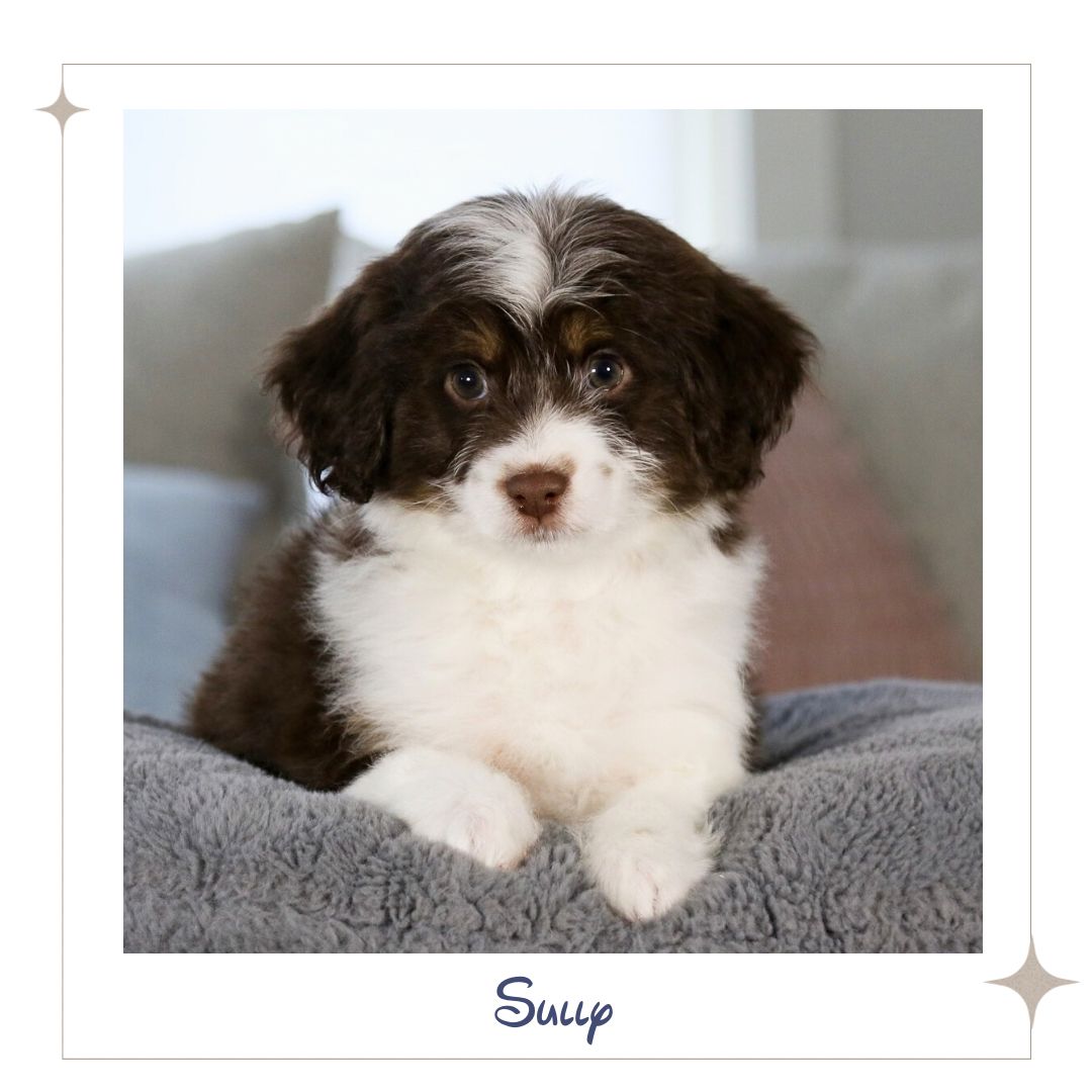 Mini Aussiedoodles * Ready To Go Home Now