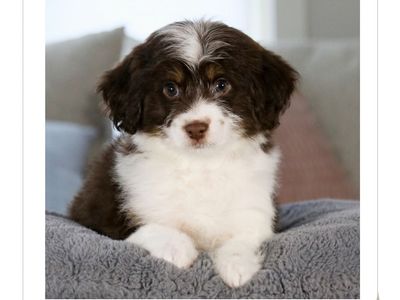 Mini Aussiedoodles * Ready To Go Home Now