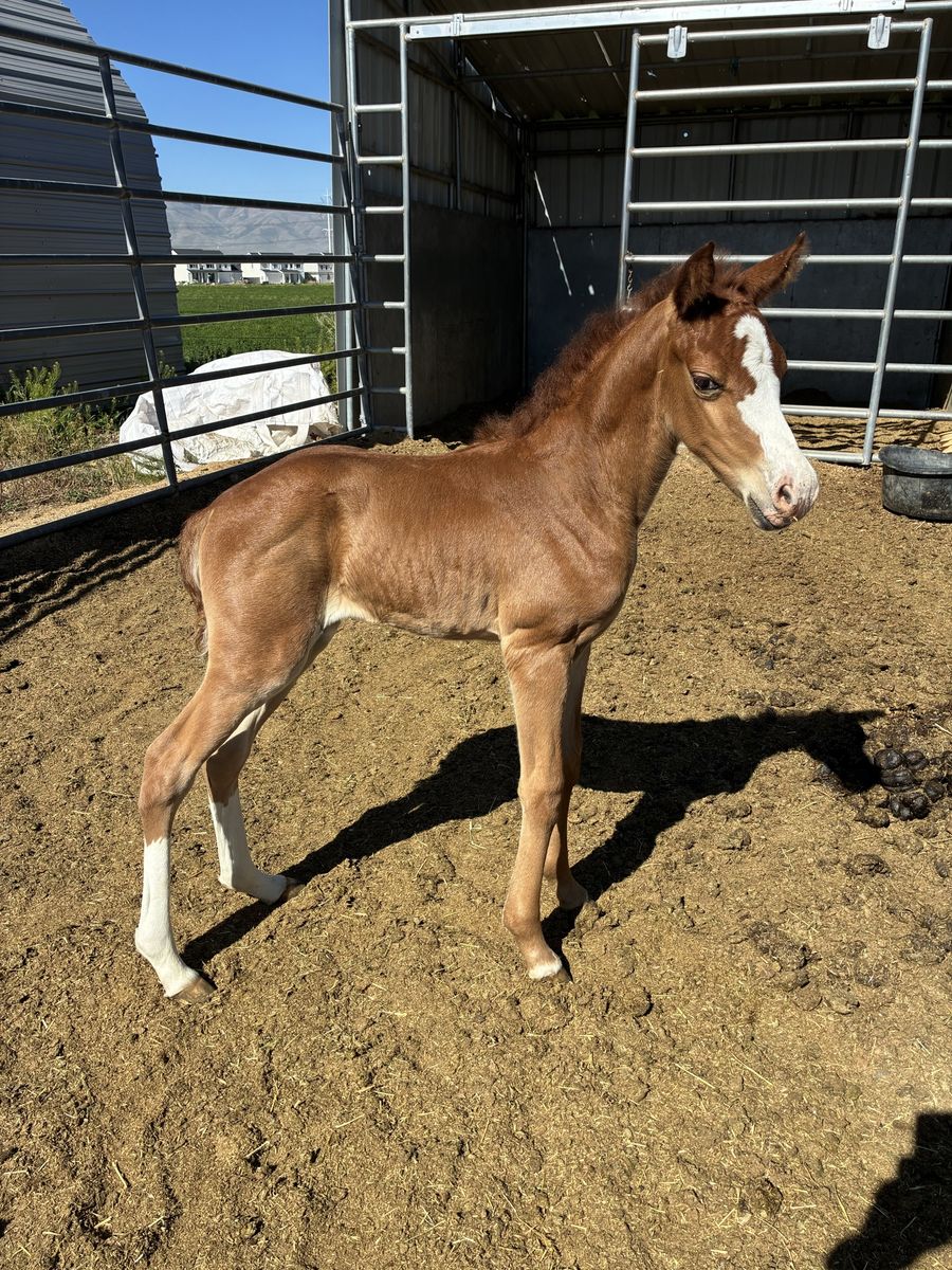Chestnut Gaited Morgan Colt