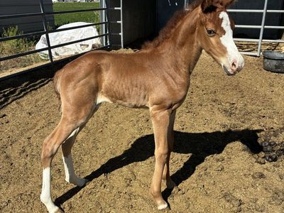 Chestnut Gaited Morgan Colt