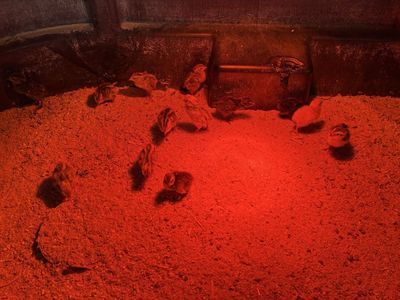 Coturnix Quail Chicks