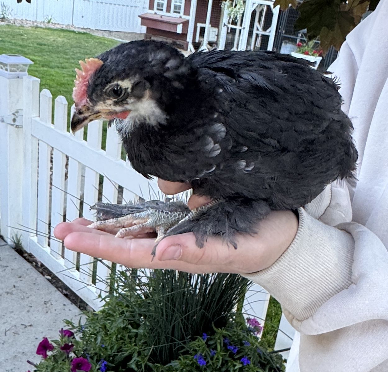 Black Copper Maran Cockerel