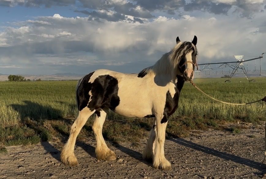4 yr old Gypsy Mare