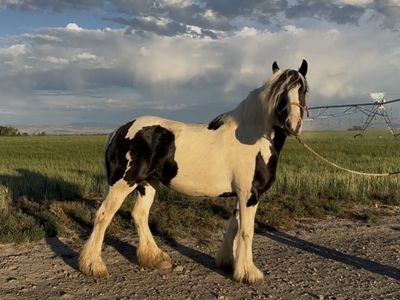 4 yr old Gypsy Mare