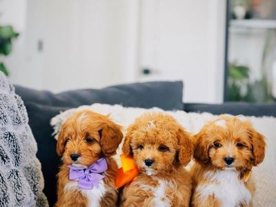 OFA/AKC Intense Red Toy Poodle Stud-Hidden Phantom