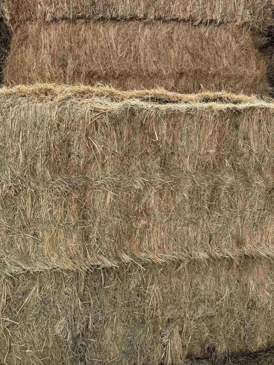 Cow hay