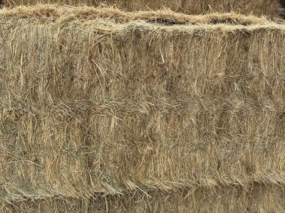 Cow hay