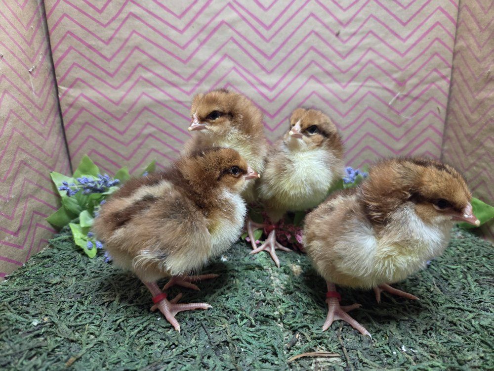 Speckled Sussex Chicks