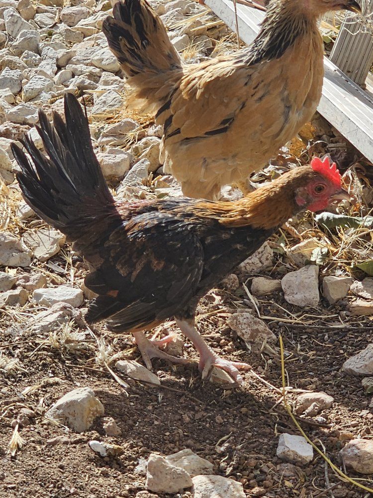 bantam rooster