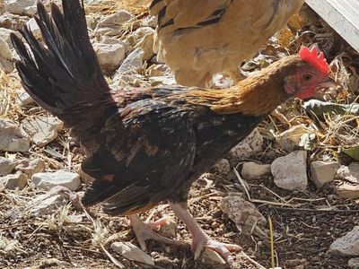 bantam rooster