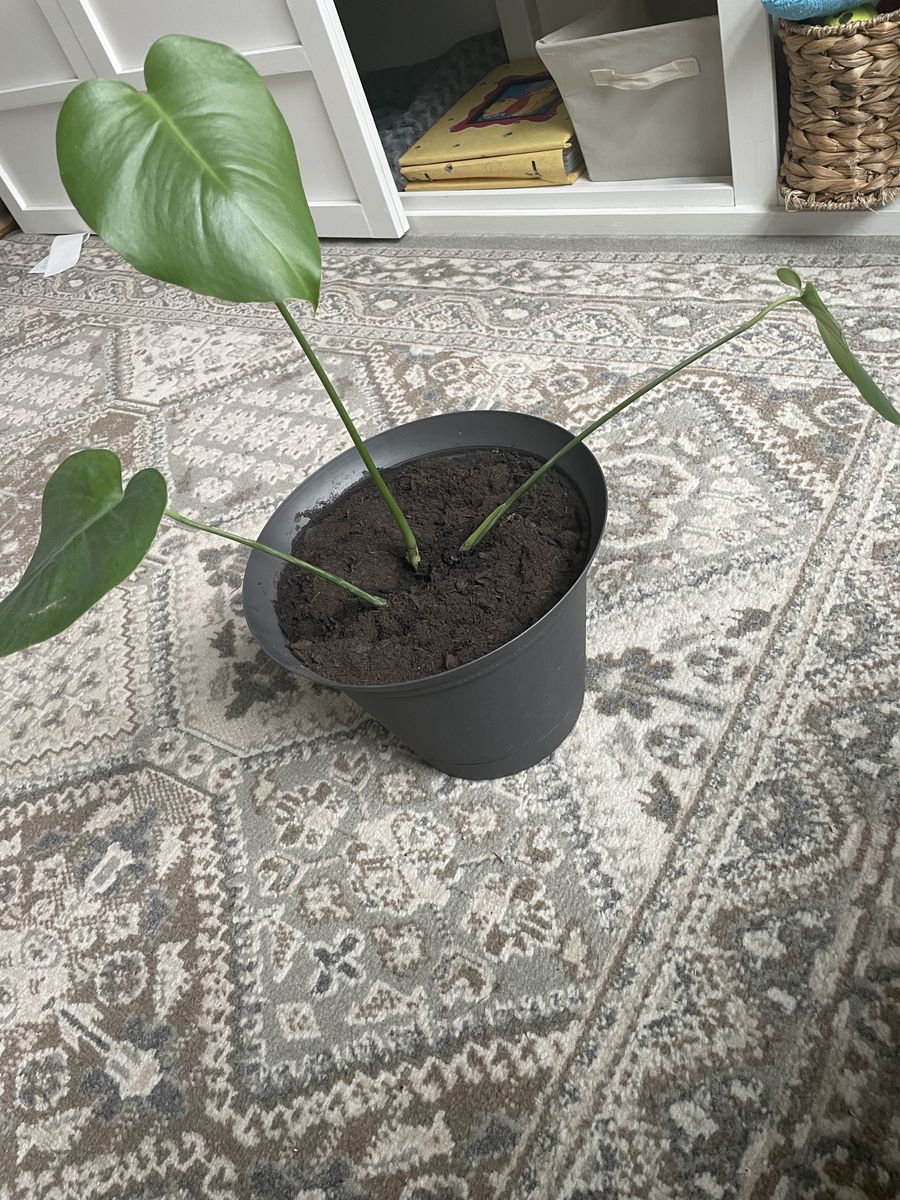 Potted real monstera plant with pot that has drainage 