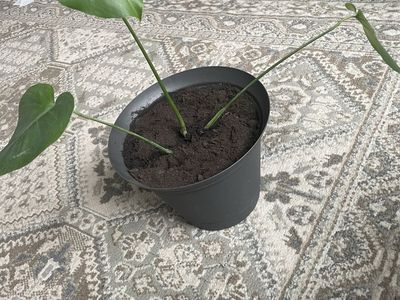 Potted real monstera plant with pot that has drainage