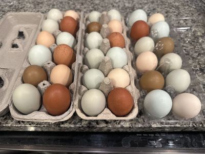 Fresh Backyard Chicken Eggs