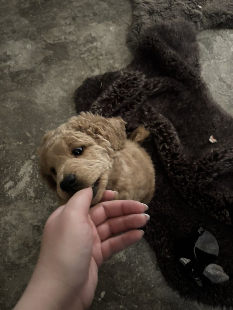 Male Mini Goldendoodle Puppy