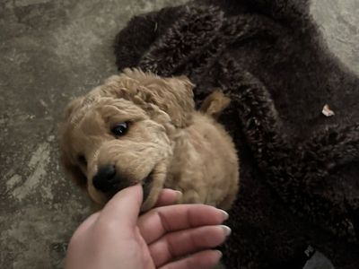 Male Mini Goldendoodle Puppy