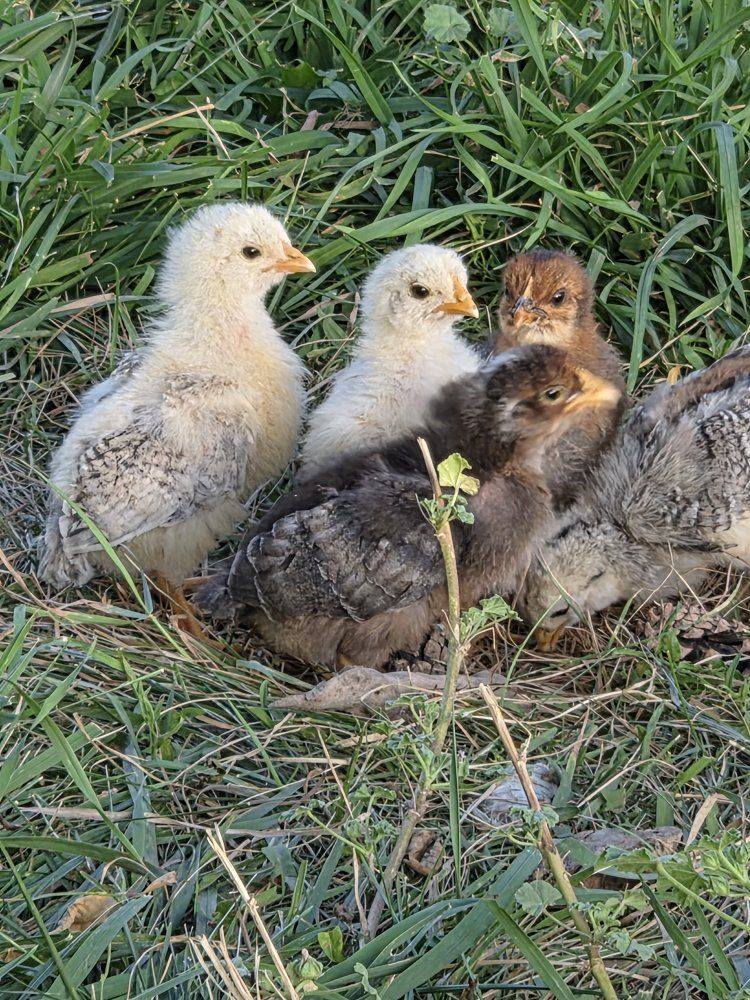 Chicks