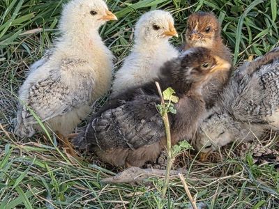 Chicks