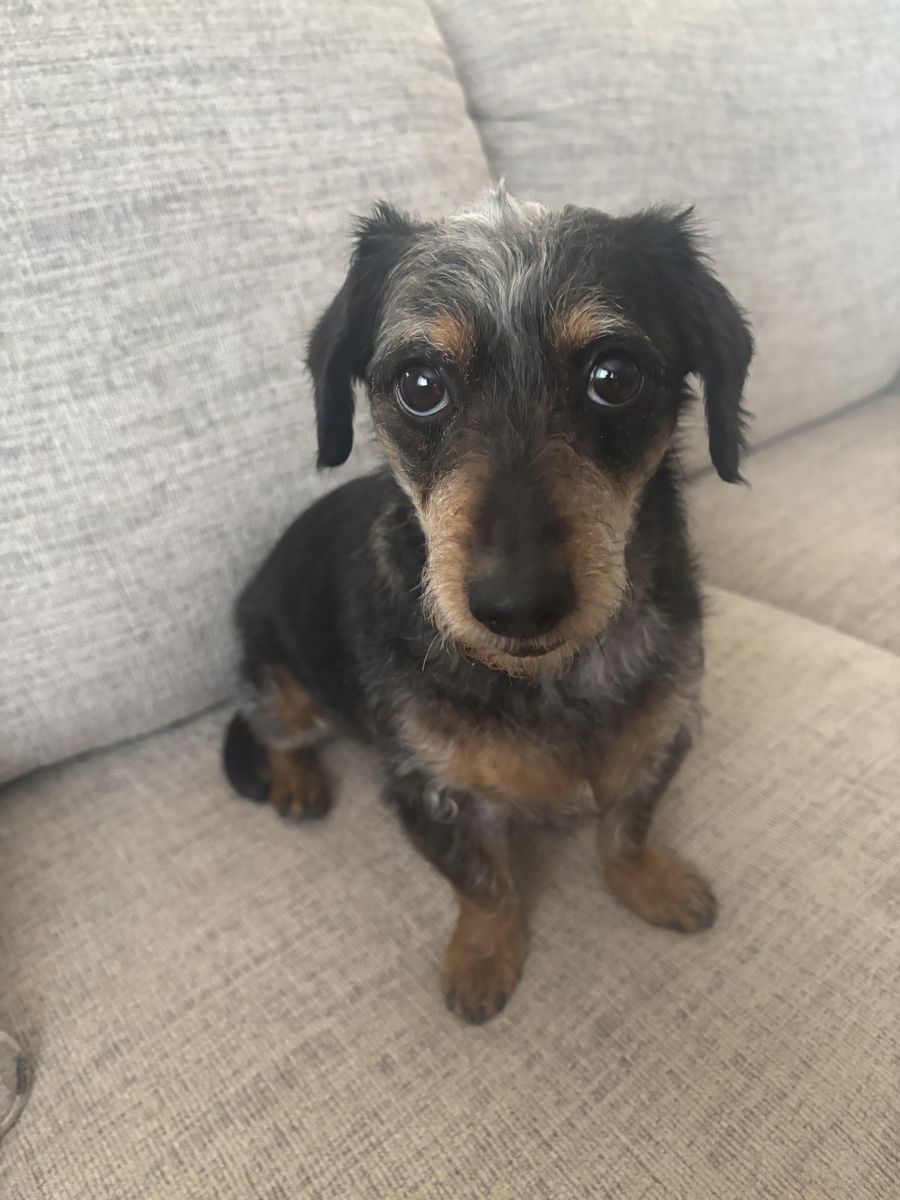 Meet Tonks