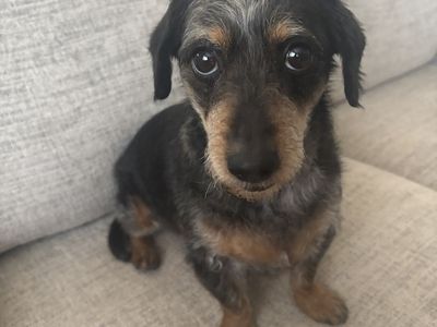 Meet Tonks