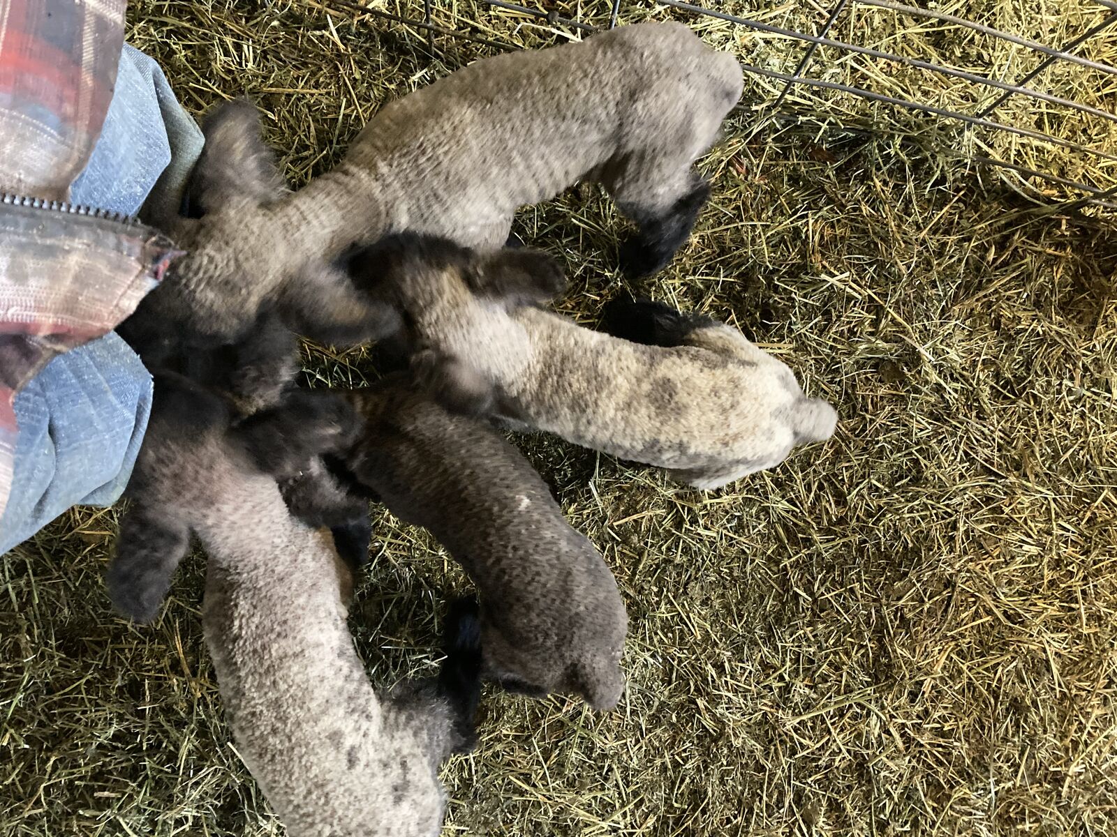 Bottle baby lambs