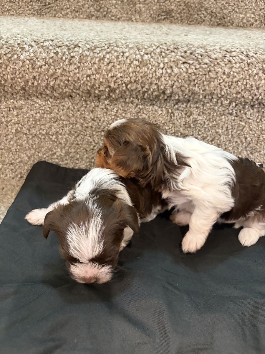 Parti Yorkie puppies 2 girls 1 boy