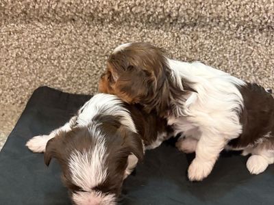Parti Yorkie puppies 2 girls 1 boy