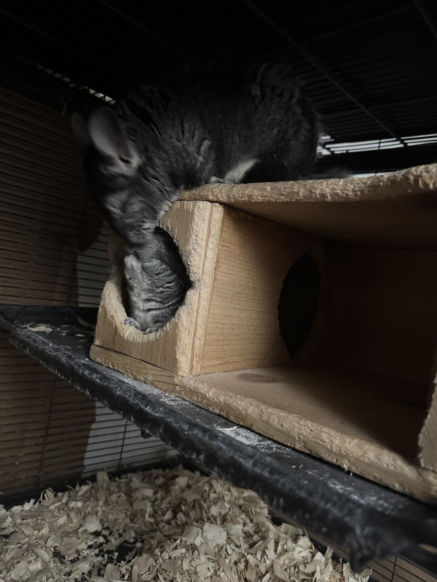 Chinchillas and cage 450$