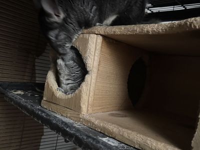 Chinchillas and cage 450$