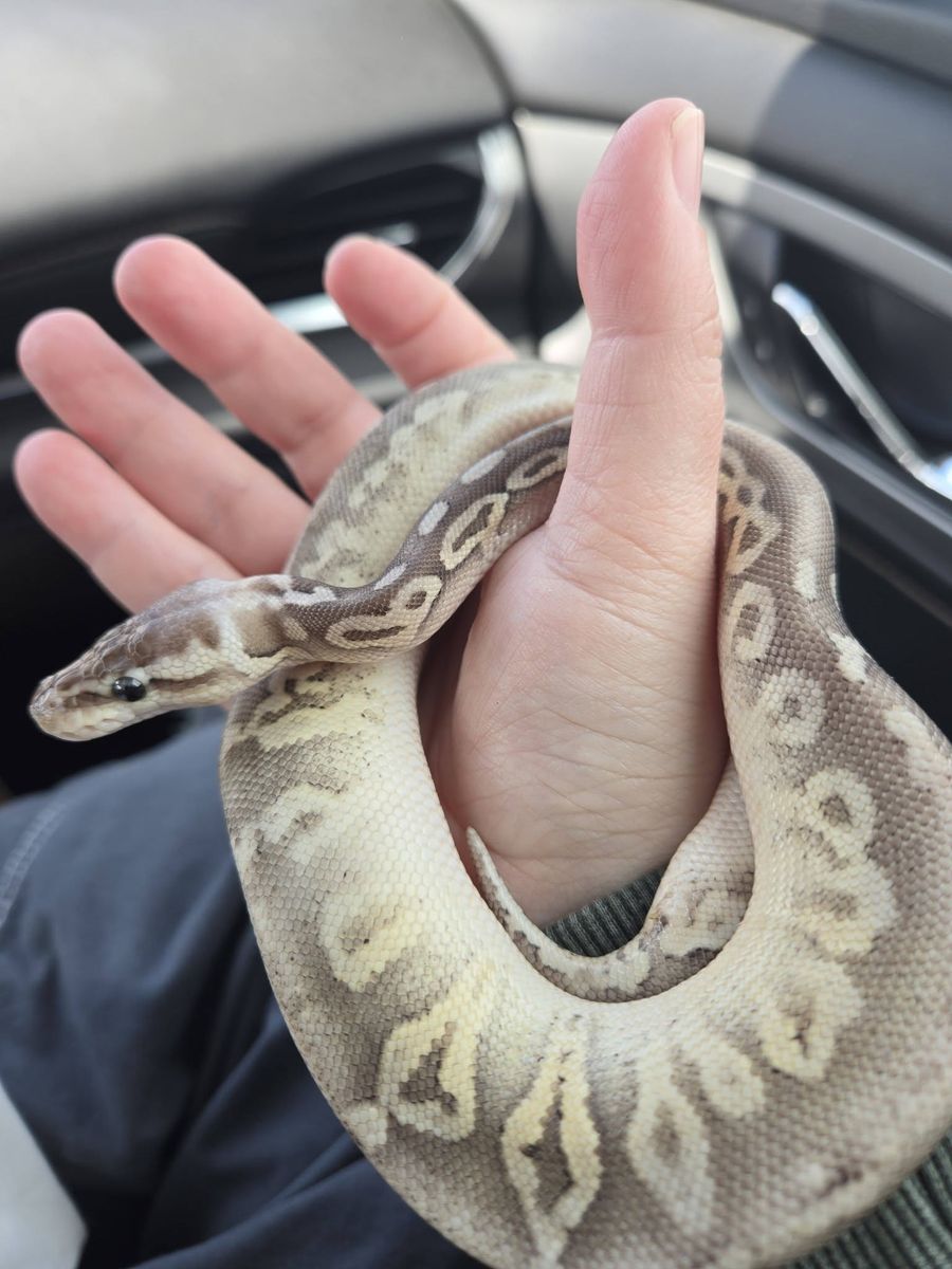 Male Pewter GHI Sandblast pos DH Hypo pied w/ ringer ball python ( For sale or trade.)