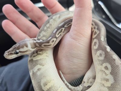Male Pewter GHI Sandblast pos DH Hypo pied w/ ringer ball python ( For sale or trade.)