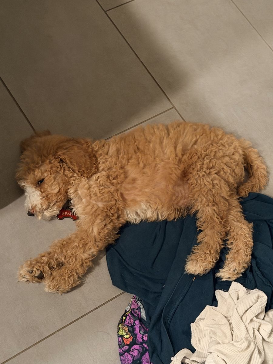 Adorable Labradoodle Puppy - Male, Hypoallergenic, Ready for a New Home